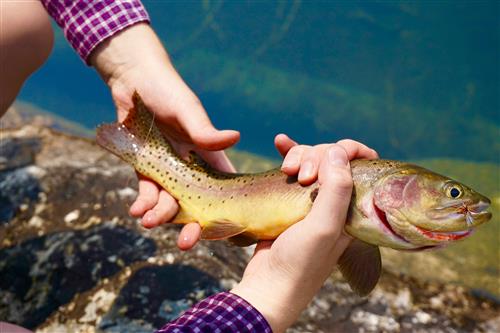 Lake Trout 